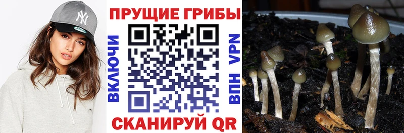 MEGA сайт хочу наркоту Черногорск Псилоцибиновые грибы GOLDEN TEACHER