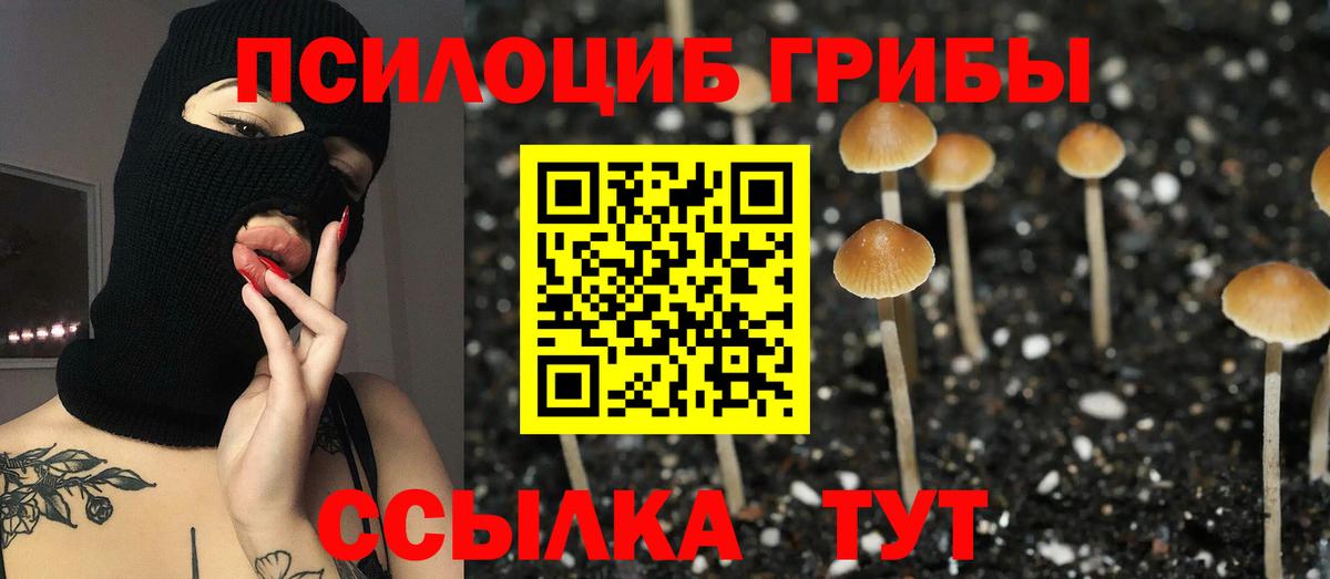 Черногорск  Псилоцибиновые грибы прущие грибы  Псилоцибиновые грибы прущие грибы  Вход с VPN 